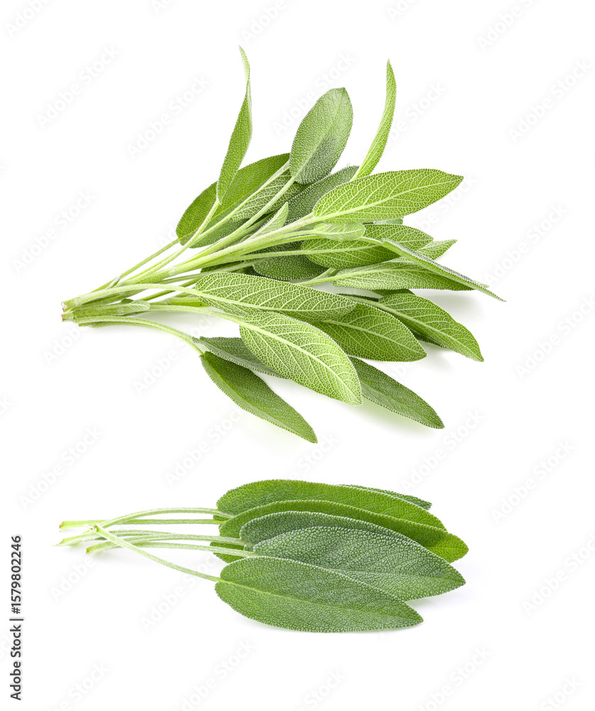 Fototapeta premium Sage herb isolated on white background