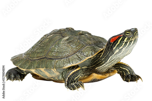 Red eared slider turtle isolated on black background