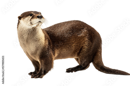 North American river otter standing