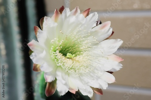 柱サボテン、花、つぼみ、蕾、さぼてんの花、サボテンの花、柱サボテンの花