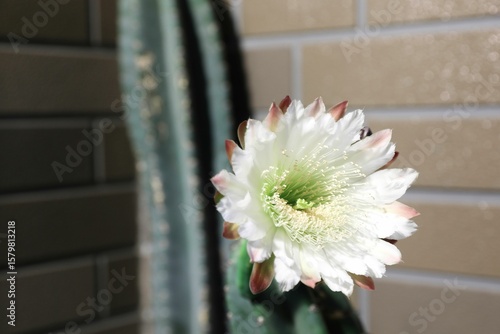 柱サボテン、花、つぼみ、蕾、さぼてんの花、サボテンの花、柱サボテンの花