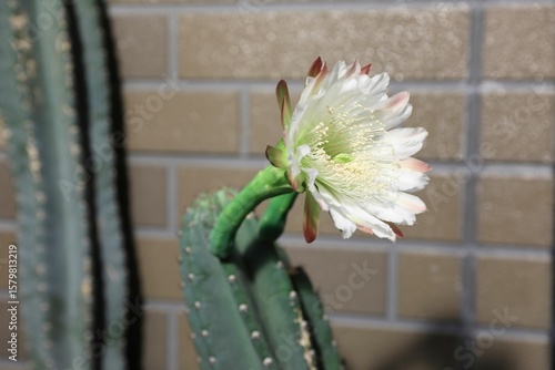 柱サボテン、花、つぼみ、蕾、さぼてんの花、サボテンの花、柱サボテンの花