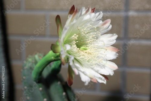 柱サボテン、花、つぼみ、蕾、さぼてんの花、サボテンの花、柱サボテンの花