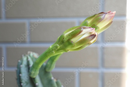 柱サボテン　花　蕾　つぼみ