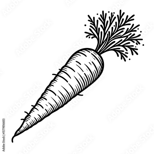 A Delicious Hand-Drawn Carrot Illustration