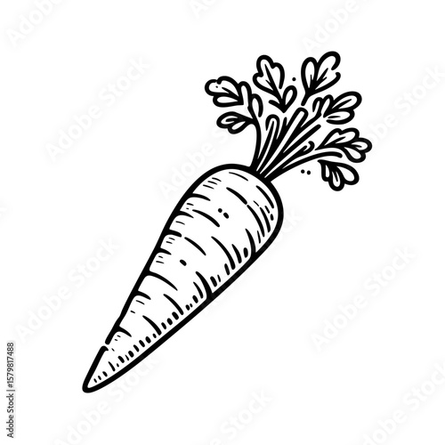 A Delicious Hand-Drawn Carrot Illustration
