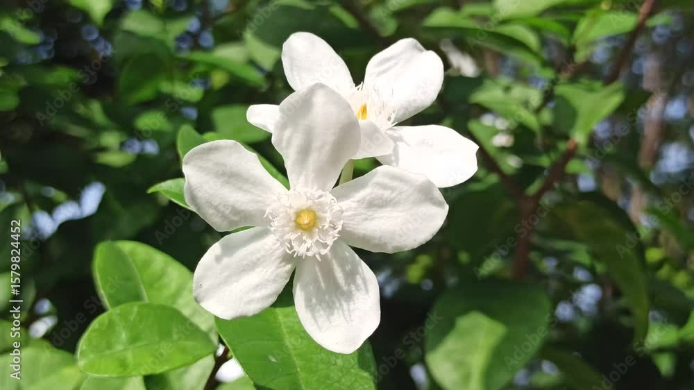 The white Wrightia antidysenterica blooms with simple elegance, often found in tropical gardens as a calming ornamental flower The white Wrightia antidysenterica blooms with simple elegance, often found in tropical gardens as a calming ornamental flower