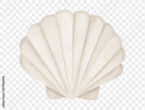 Seashell watercolor illustration isolated on white background vector.
