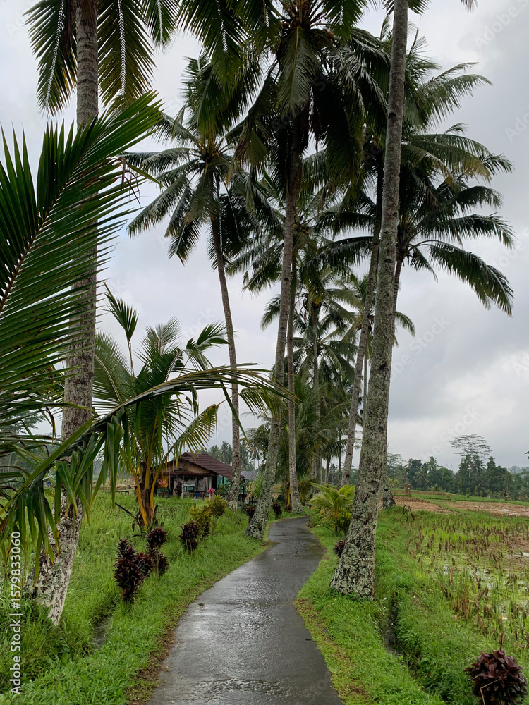 Obraz premium Pathway through Palm Trees in Mancingan Village, Bali