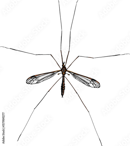 Fotografia Detailed illustration of a crane fly (Tipulidae family), often mistaken for giant mosquitoes