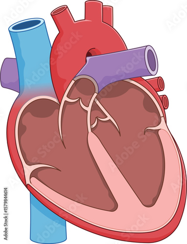 心臓の断面のイラスト Cross section of the heart