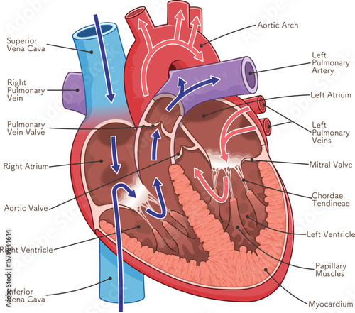 心臓の断面のイラスト Cross section of the heart