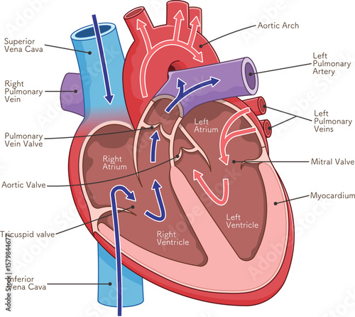 心臓の断面のイラスト Cross section of the heart