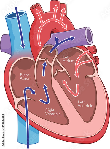 心臓の断面のイラスト Cross section of the heart