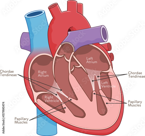 心臓の断面のイラスト Cross section of the heart