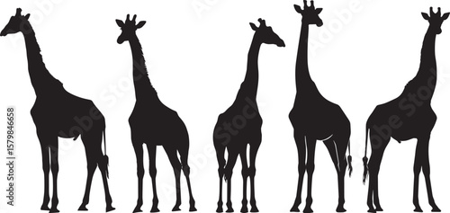 A black and white silhouette of a giraffe against a white background.