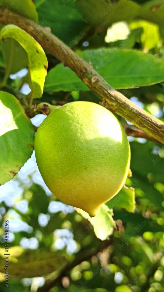 A young green orange hangs on the branch, not yet sweet, showing the early stage of citrus growth full of potential A young green orange hangs on the branch, not yet sweet, showing the early stage of citrus growth full of potential