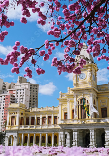 Cuadro en lienzo Ipê rosa florido na Praça da Estação em Belo Horizonte