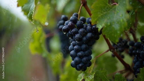 Wallpaper Mural Dark purple grapes with water droplets on vines vineyard fruit Torontodigital.ca