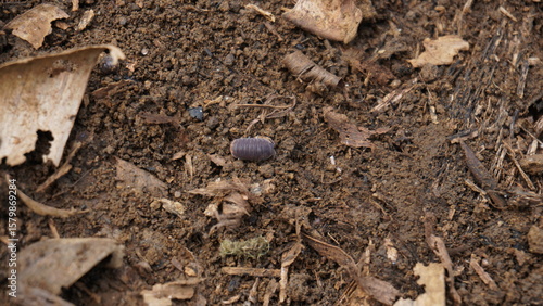 Wallpaper Mural woodlice crawling on the ground Torontodigital.ca