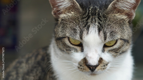 Wallpaper Mural High-resolution close-up image of a tabby cat with an intense gaze, perfect for pet lovers, animal photography, and feline-themed projects. Torontodigital.ca