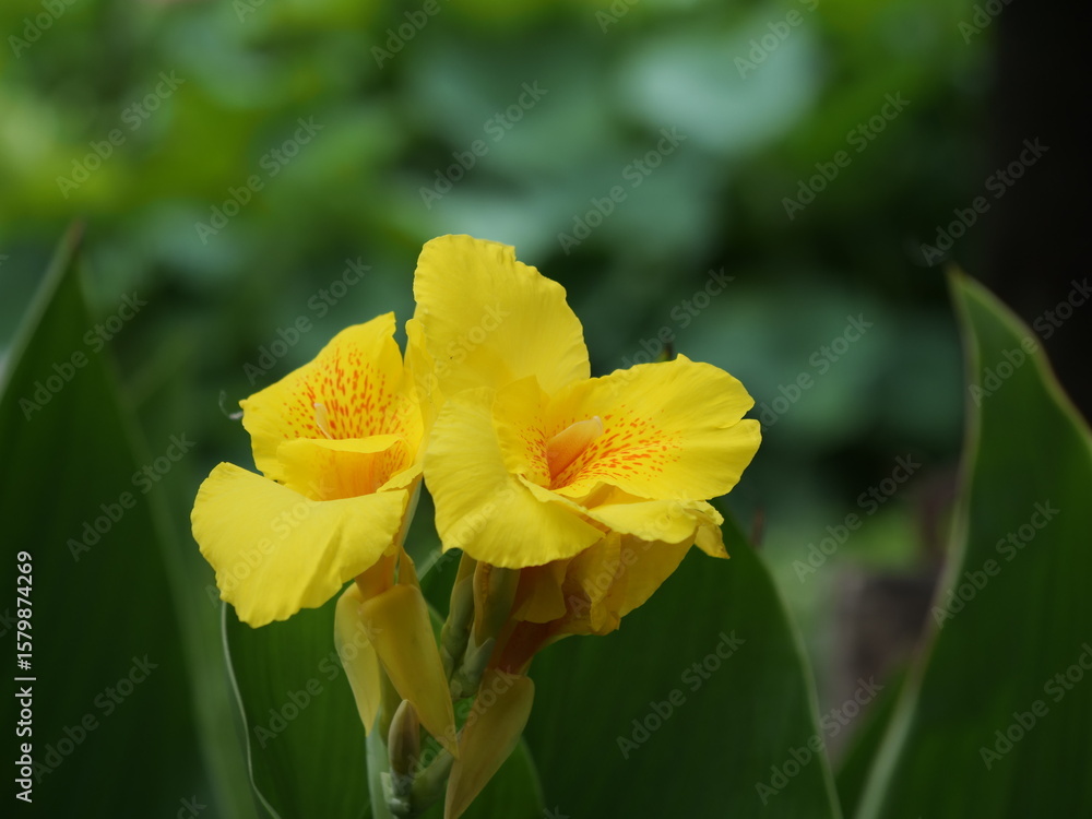 公園でカンナが花を咲かせている 公園でカンナが花を咲かせている