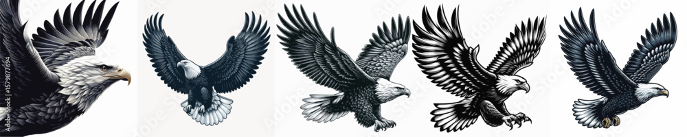 Fototapeta premium vector image of an eagle on a white background