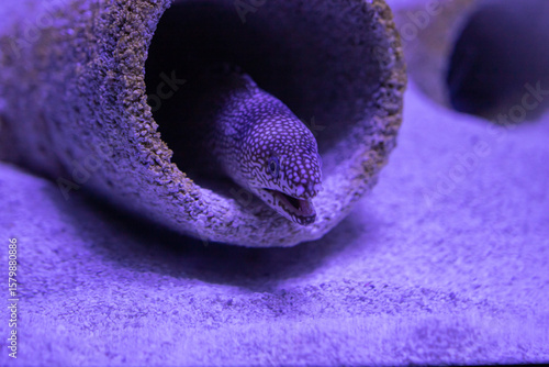 Moray Eel Peeking Out from Rock Tube