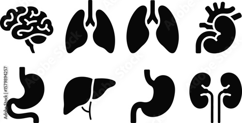 Illustration of human organs including brain lungs heart and digestive system