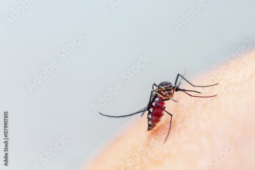 Close up a aedes aegypti mosquito