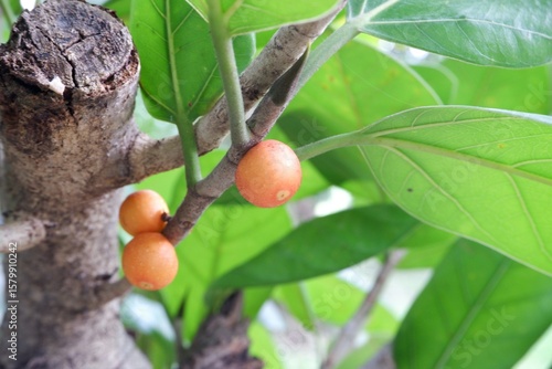 Close-up of red fruits of Ficus benghalensis.