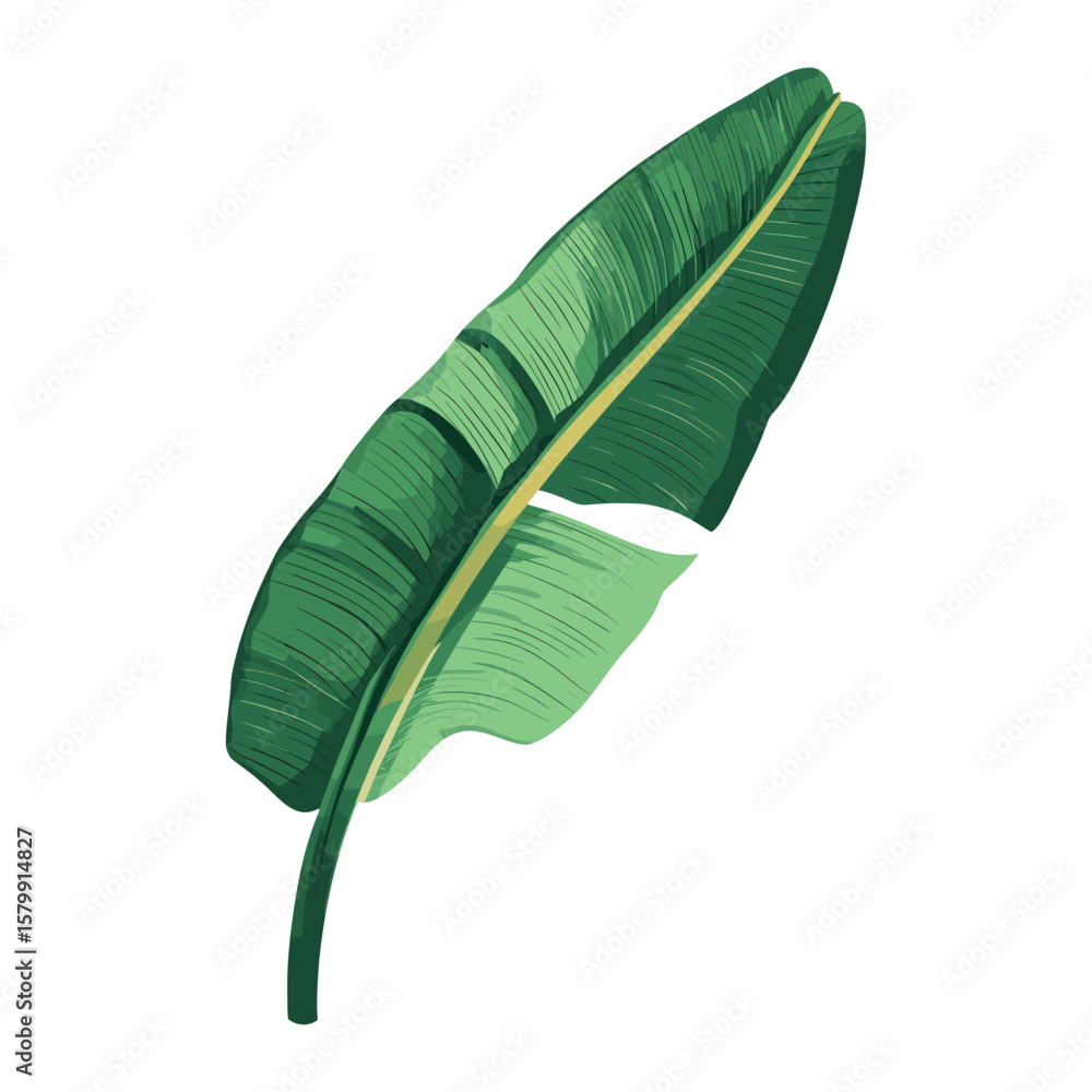 Obraz premium Green banana leaf illustration plant tropical vector