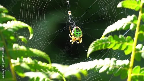 Jewel spider hangs in its web among green ferns in natural habitat