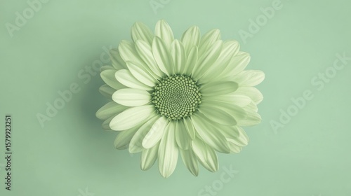 Pale green daisy close-up