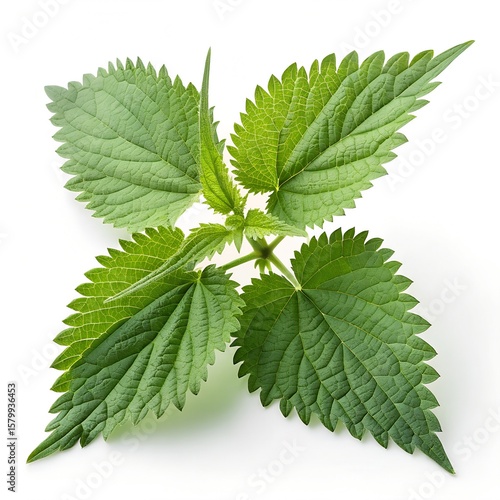 Green stinging nettle plant with detailed leaves and branches isolated on a white background