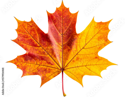 Wallpaper Mural Closeup of Vibrant Autumn Maple Leaf with Rich Red and Orange Hues PNG Torontodigital.ca