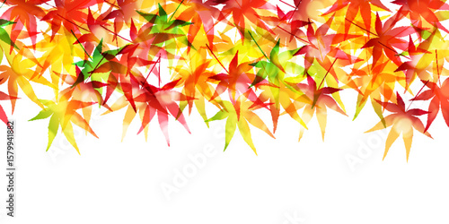 紅葉　もみじ　秋　背景