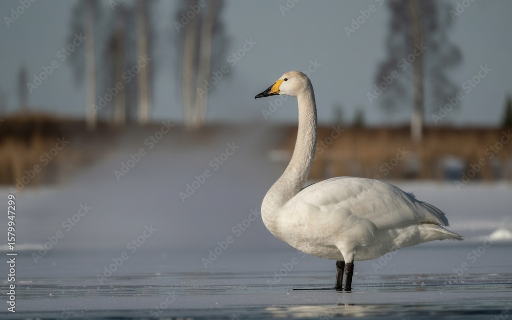Fototapeta premium Elegant Whooper Swan on Frozen Winter Lake