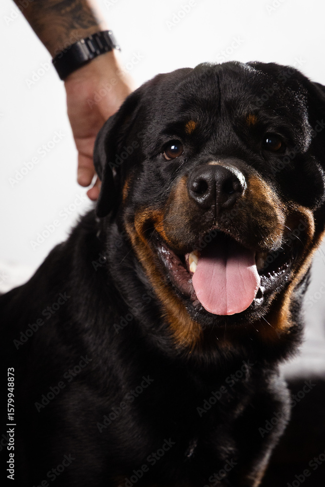 Fototapeta premium black rottweiler retriever