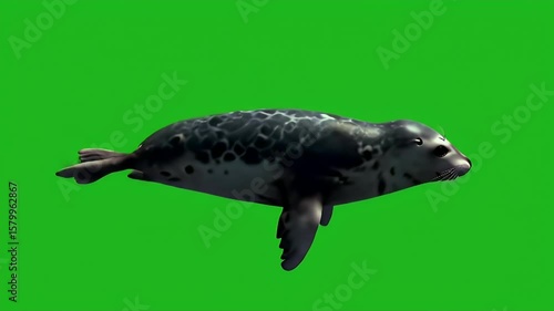 Wallpaper Mural Spotted Seal Swimming on Green Screen Background for Easy Compositing Torontodigital.ca
