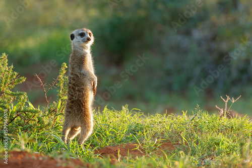 An alert meerkat (Suricata suricatta) in natural habitat, Mokala National Park, South Africa