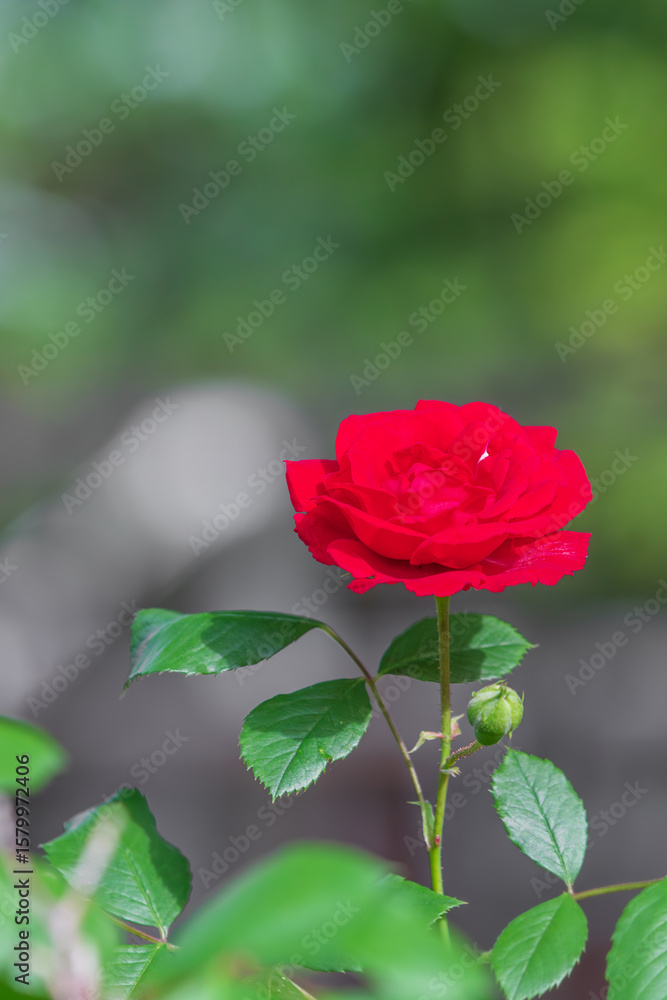 A single rose blooming in the flower bed. warm sunshine A single rose blooming in the flower bed. warm sunshine