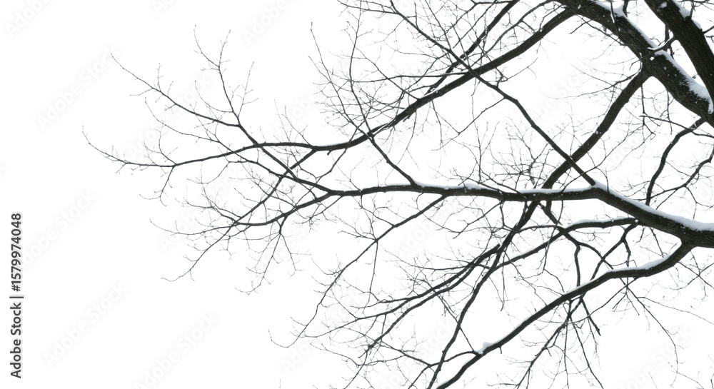 Bare Winter Tree Branches Against White Sky. Bare Winter Tree Branches Against White Sky.