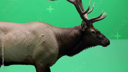 Wallpaper Mural Large Male Elk with Antlers on Green Screen for Chroma Key and Visual Effects Projects Torontodigital.ca