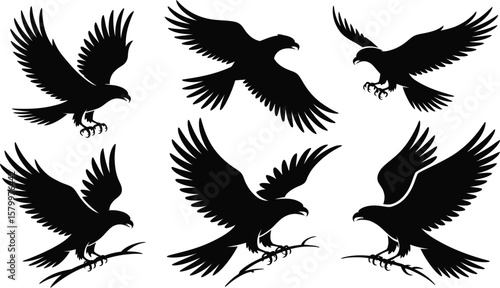 Six Black Hawk Silhouettes Flight Landing Branch eagle