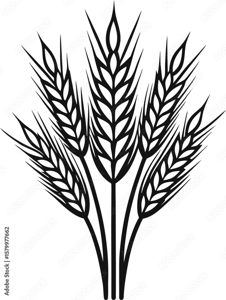 Wheat ears, a golden grain plant vector illustration, isolated on white for agriculture and food designs Wheat ears, a golden grain plant vector illustration, isolated on white for agriculture and food designs