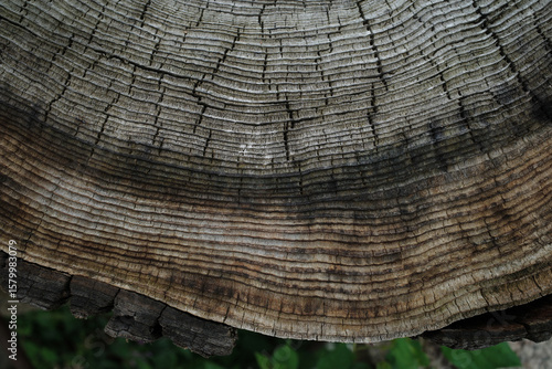 Close-Up of Tree Rings on an Aged Tree Trunk Textured 