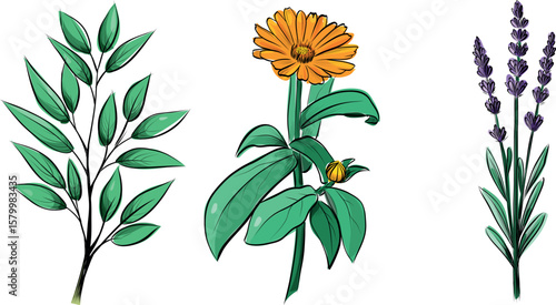  Collection of medicinal herbs calendula lavender and leafy branch