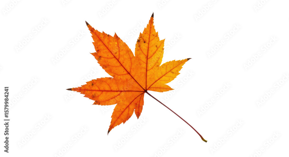 Single Orange Autumn Maple Leaf Isolated. Single Orange Autumn Maple Leaf Isolated.