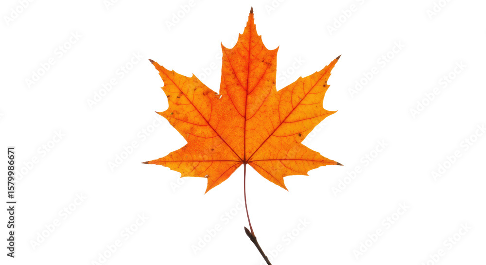 Vibrant Autumn Maple Leaf Closeup. Vibrant Autumn Maple Leaf Closeup.